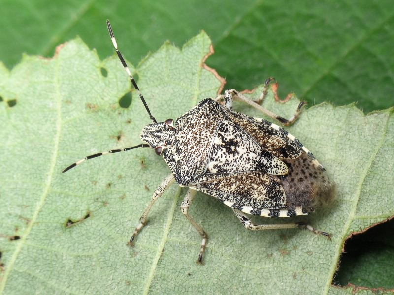 Rhaphigaster nebulosa (Poda, 1761)